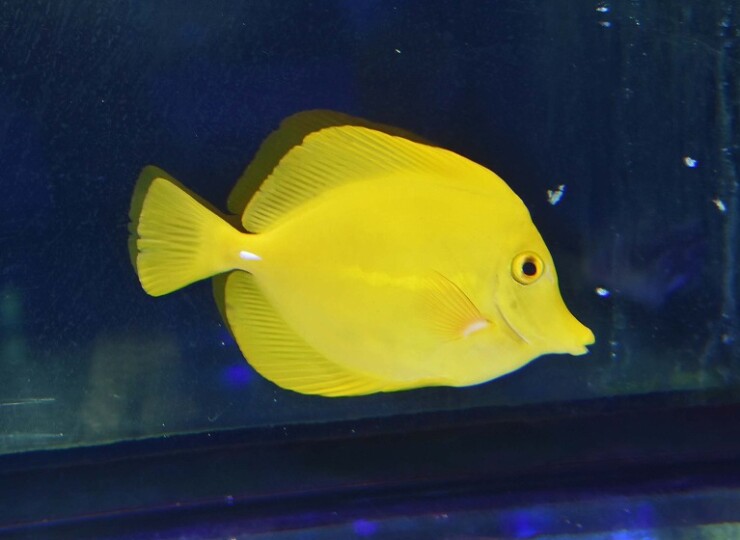 沖縄産】キイロハギ 海水魚 – MOTOBU AQUARIUM