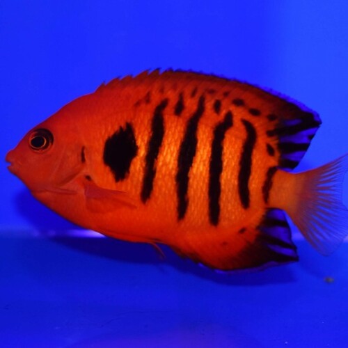 生麦海水魚センターネットショップ | 生麦海水魚センターネット