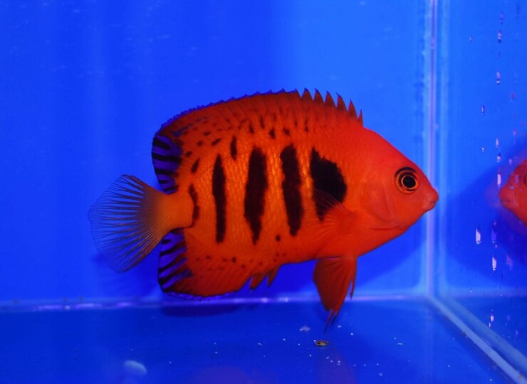 フレームエンゼル 6〜7センチ 海水魚