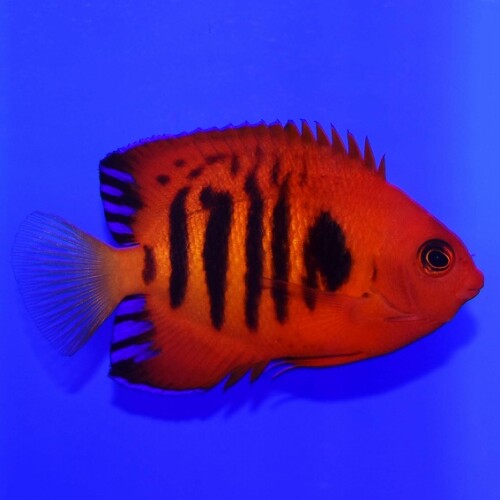 生麦海水魚センターネットショップ | 生麦海水魚センターネット