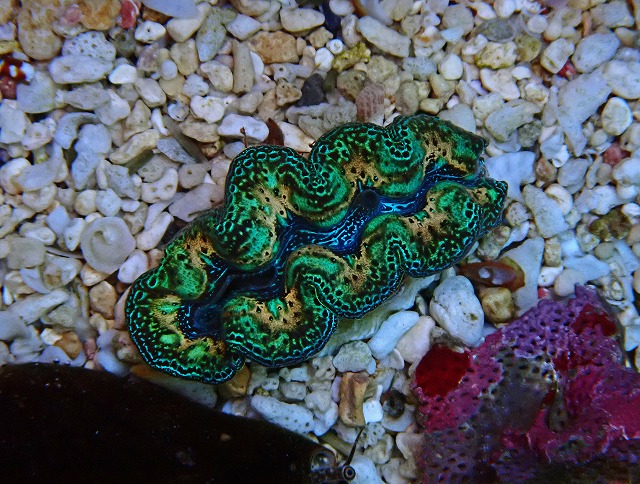 【希少！！】 ページ | サンゴに関する記事一覧 2 生麦海水魚センターネット | 置物