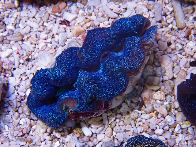 サンゴに関する記事一覧 | ページ 2 | 生麦海水魚センターネット