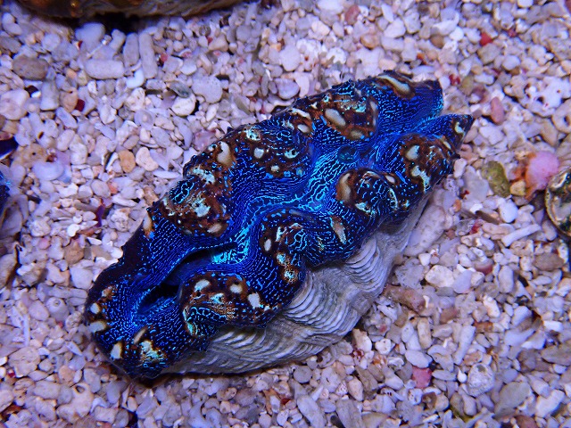 サンゴに関する記事一覧 | ページ 2 | 生麦海水魚センターネット