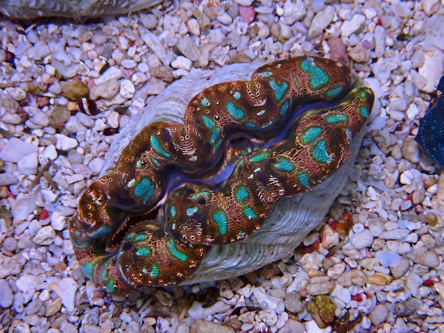 サンゴに関する記事一覧 | ページ 2 | 生麦海水魚センターネット