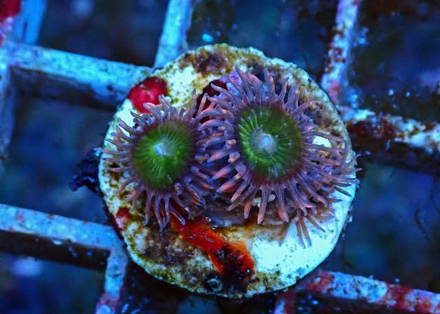 生麦海水魚センターネットショップ | 生麦海水魚センターネット