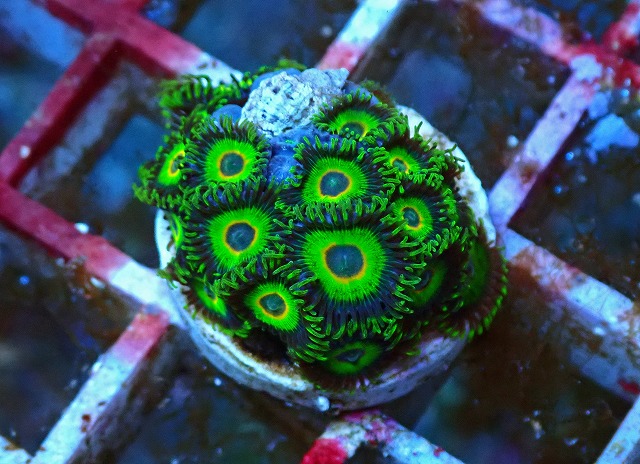 生麦海水魚センターネットショップ | 生麦海水魚センターネット
