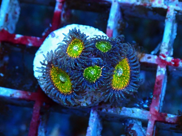 生麦海水魚センターネットショップ | 生麦海水魚センターネット