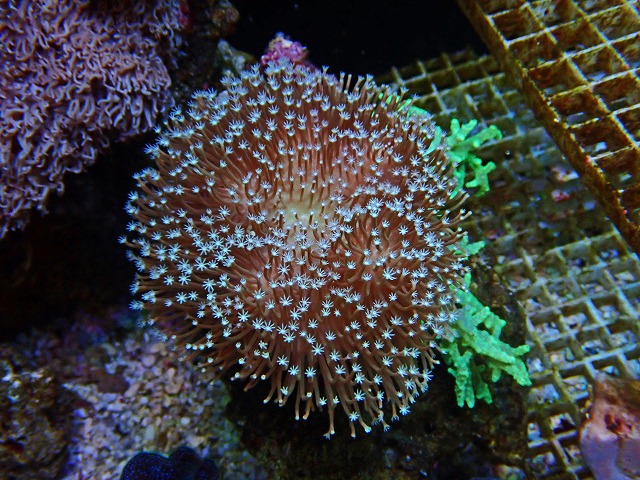 l250426415