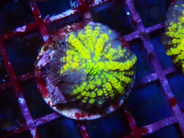 l250426420