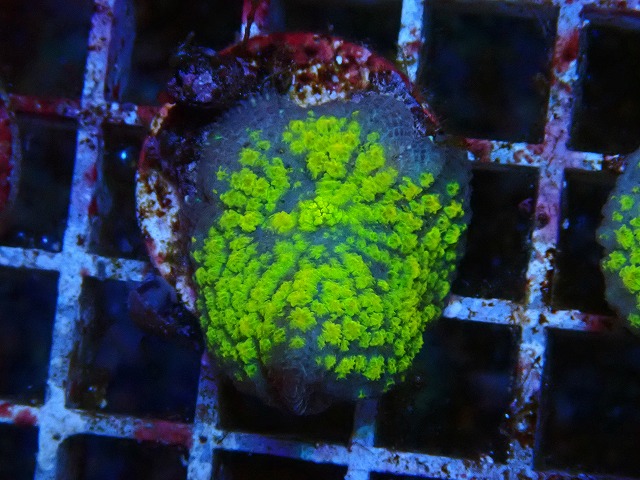 l250426426