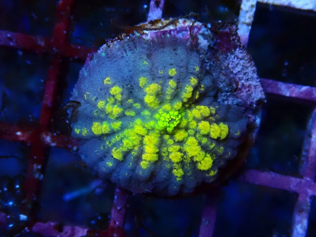 l250426428