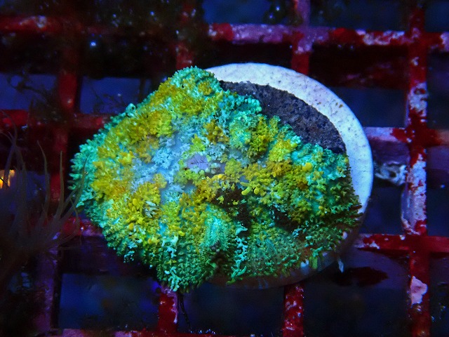 l250426429