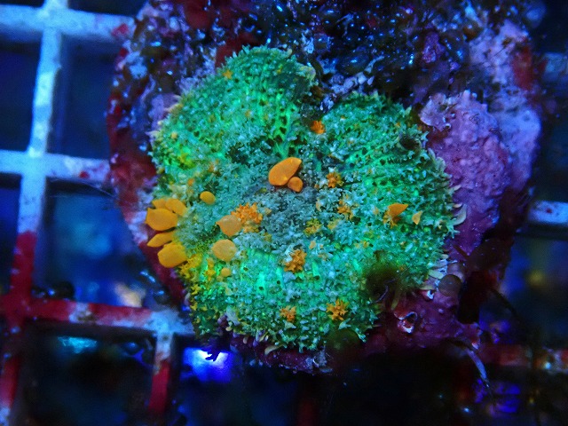 l250426450