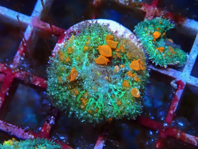 l250426451