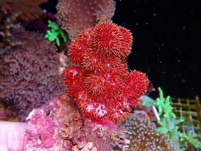 l250426461