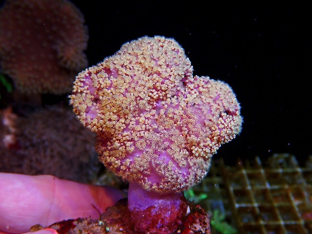 l250426463