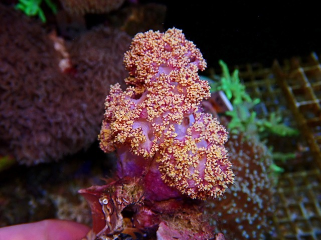 l250426467