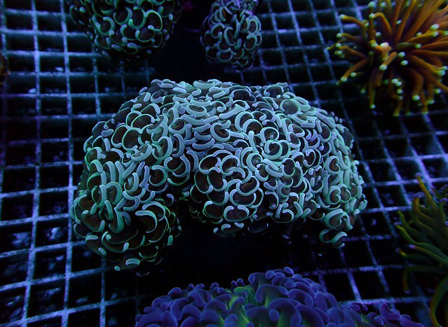 売れ筋新商品 インドネシア産ナガレハナサンゴH 生麦海水魚センターネット | 小物入れ
