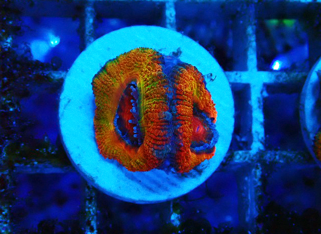 ハナガタサンゴ sp. スーパーレッド | 海水魚図鑑（過去入荷