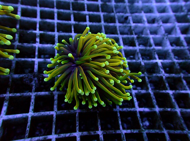 生麦海水魚センターネットショップ | 生麦海水魚センターネット