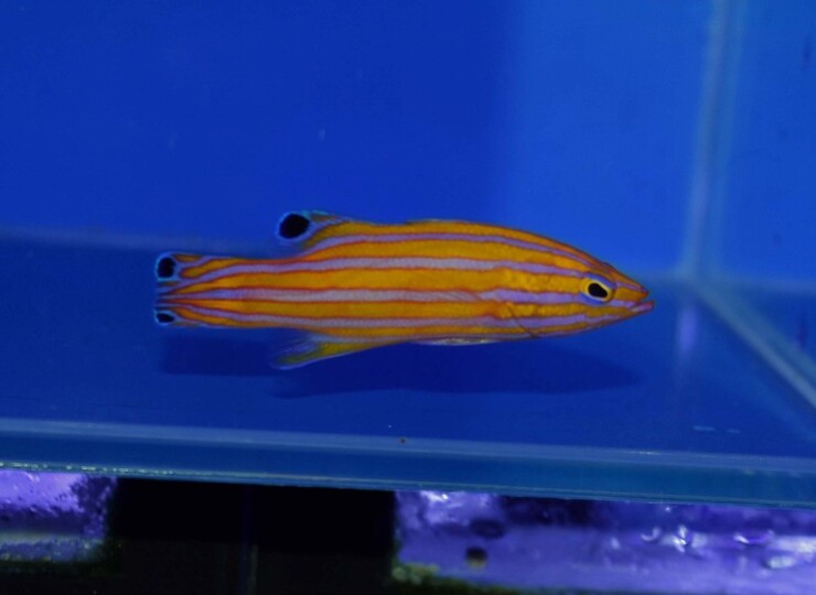 c250501304