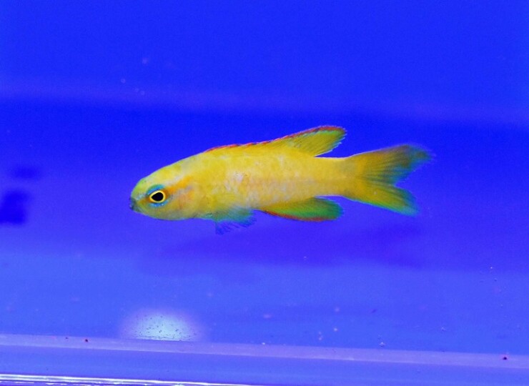 c250502330