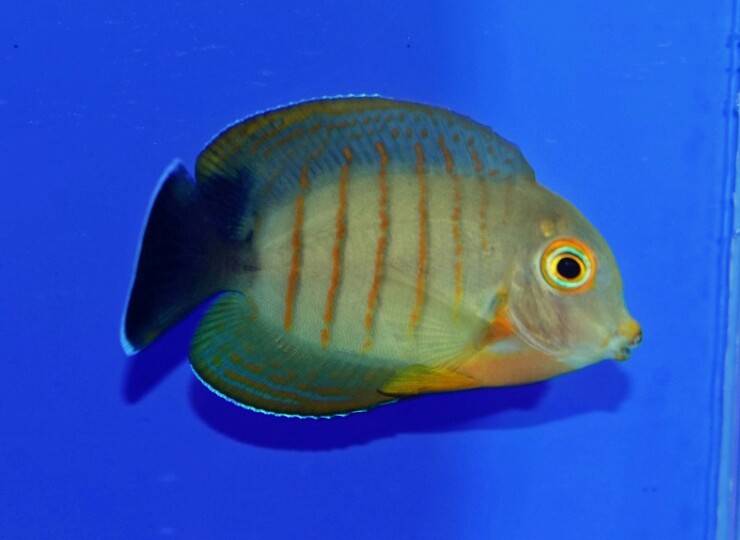 c250504307