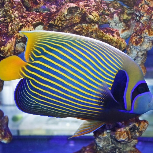 c250510300