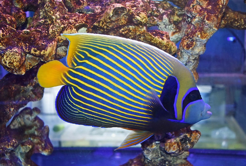 c250510300