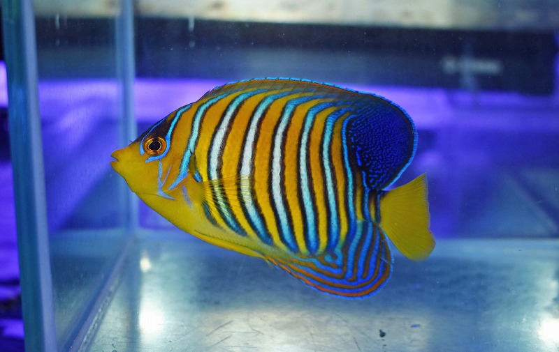 c250515306