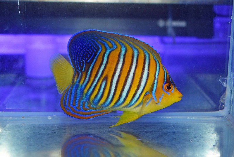 c250515307