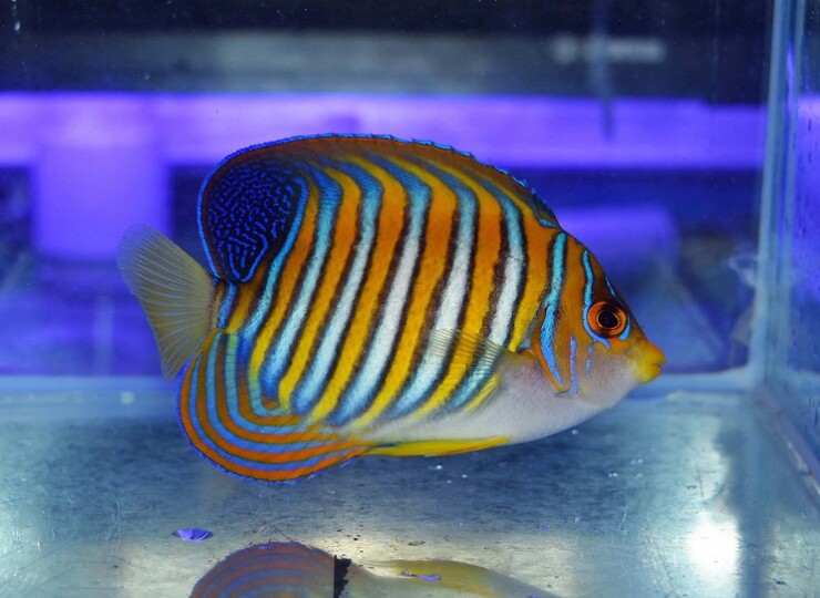 c250515317