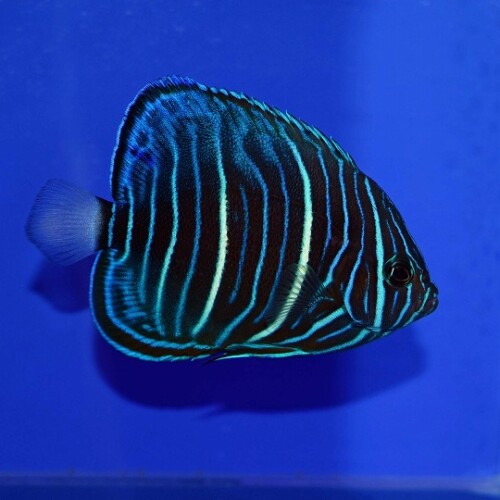 c250515320