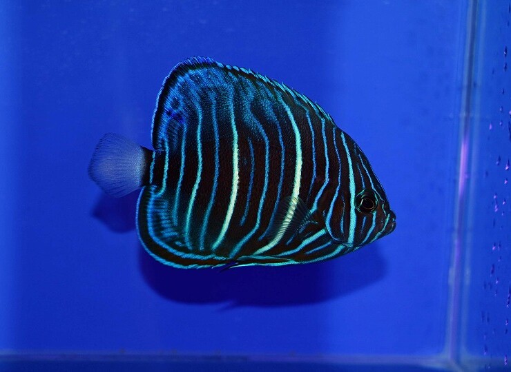 c250515320