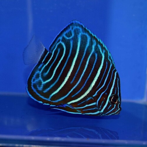 c250515322