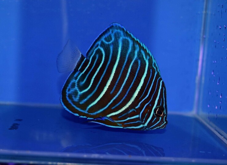 c250515322