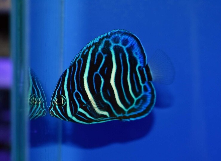 c250515323