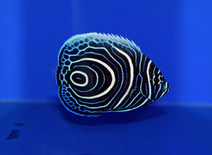 c250515325