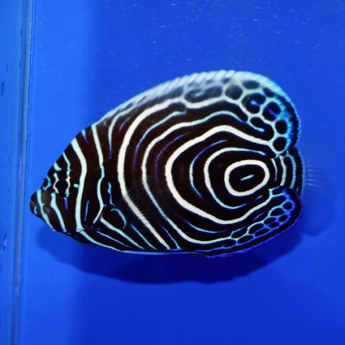 c250515327