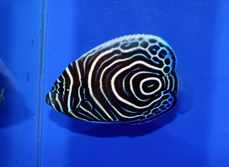 c250515327