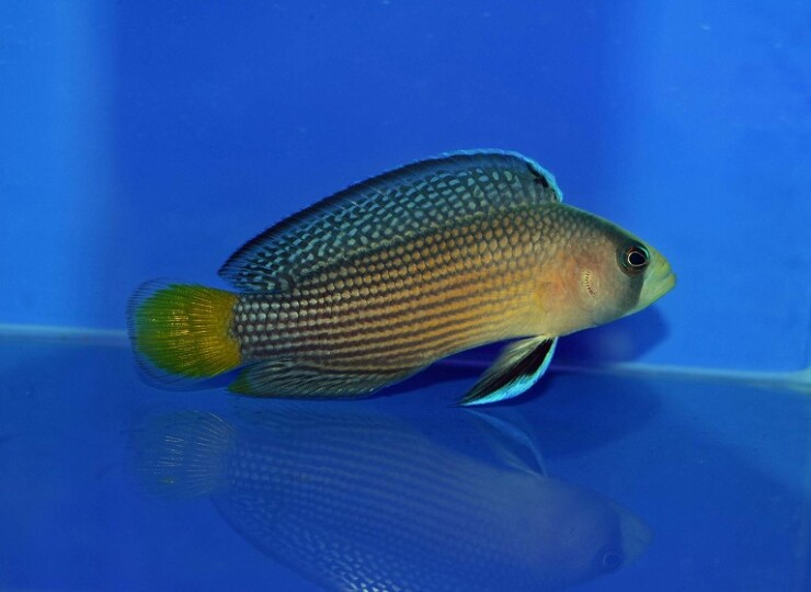 c250515329