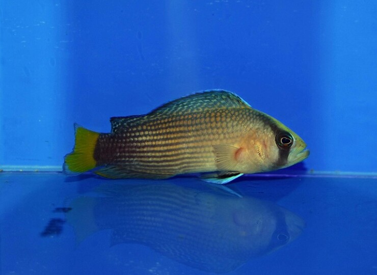 c250515330