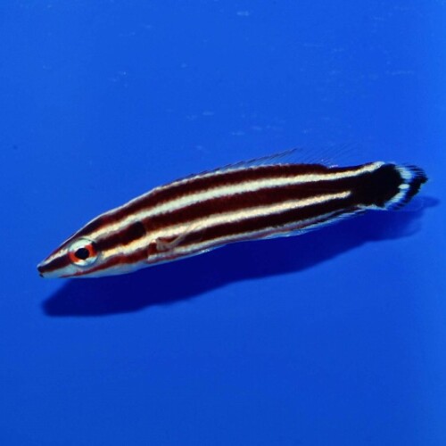 c250515337