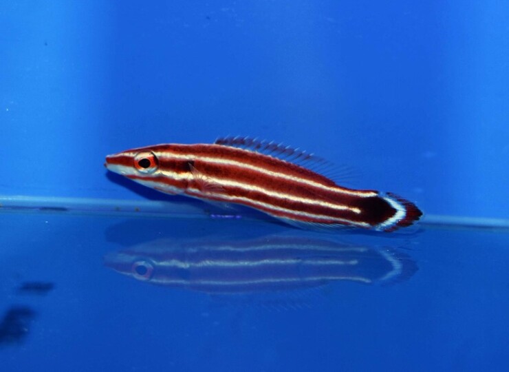 c250515338
