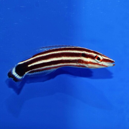 c250515340