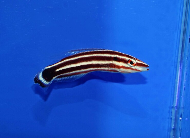 c250515340