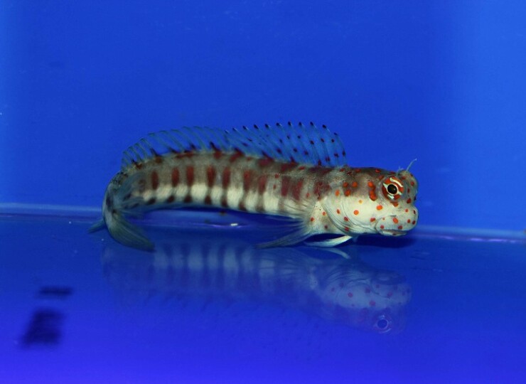 c250516315