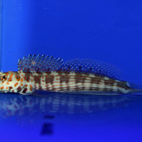 c250516317