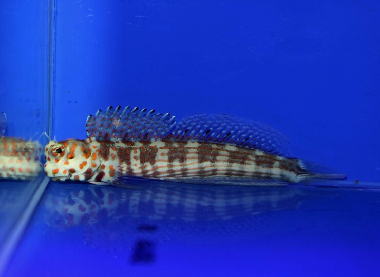 c250516317