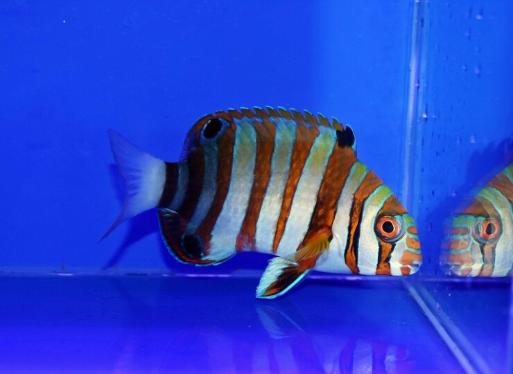c250516319